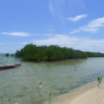 Mangrove trees, Honda Bay