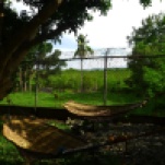 Relax on a hammock, under a fragrant mango tree.